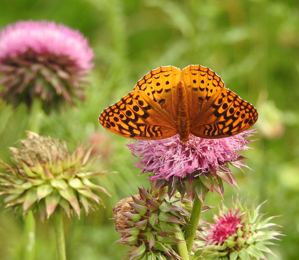 Clifty Falls waterfall