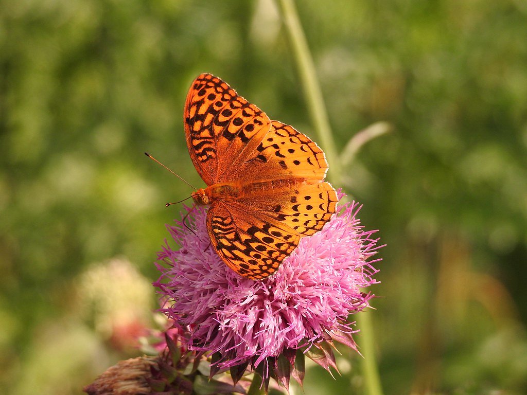 Clifty Falls waterfall