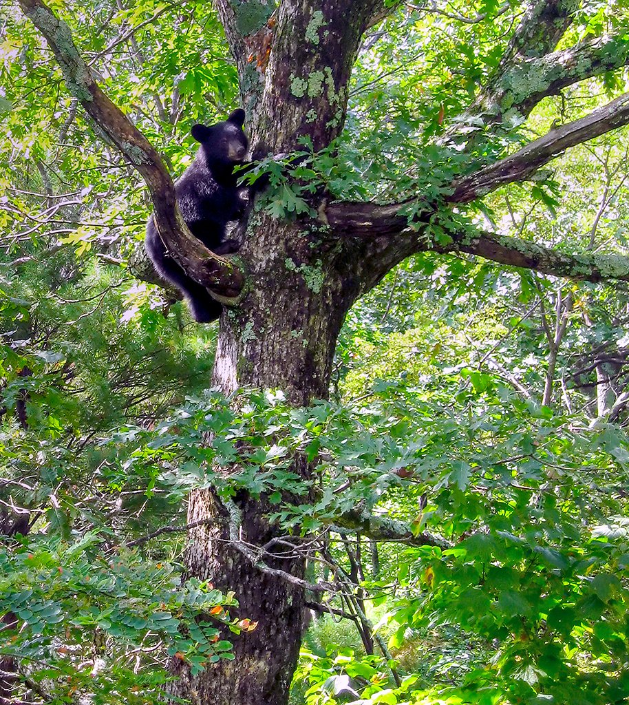 Climbing Rose Falls waterfall