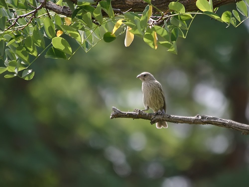 Cline Falls waterfall