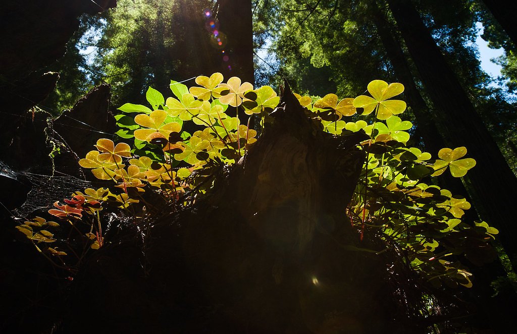 Clover Creek Falls waterfall