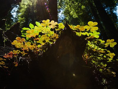 Clover Creek Falls