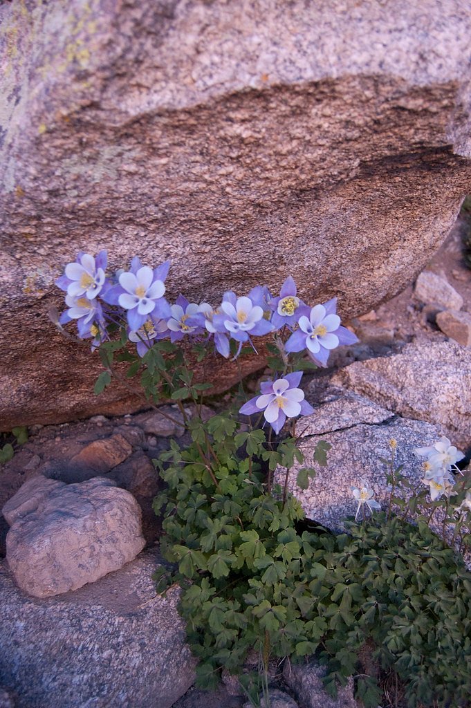 Columbine Falls waterfall