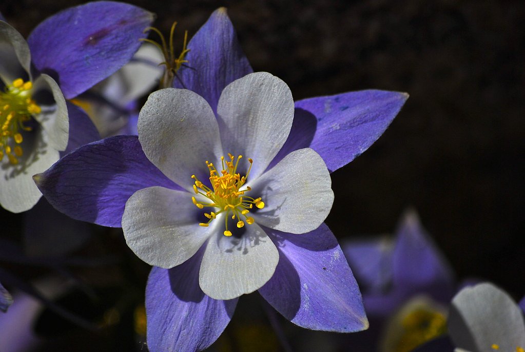 Columbine Falls waterfall
