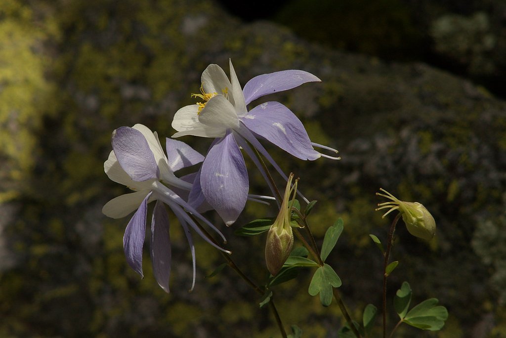 Columbine Falls waterfall