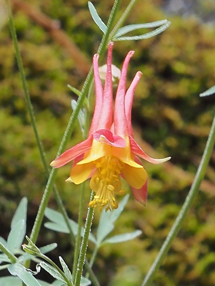 Columbine Falls waterfall