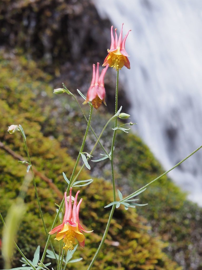 Columbine Falls waterfall