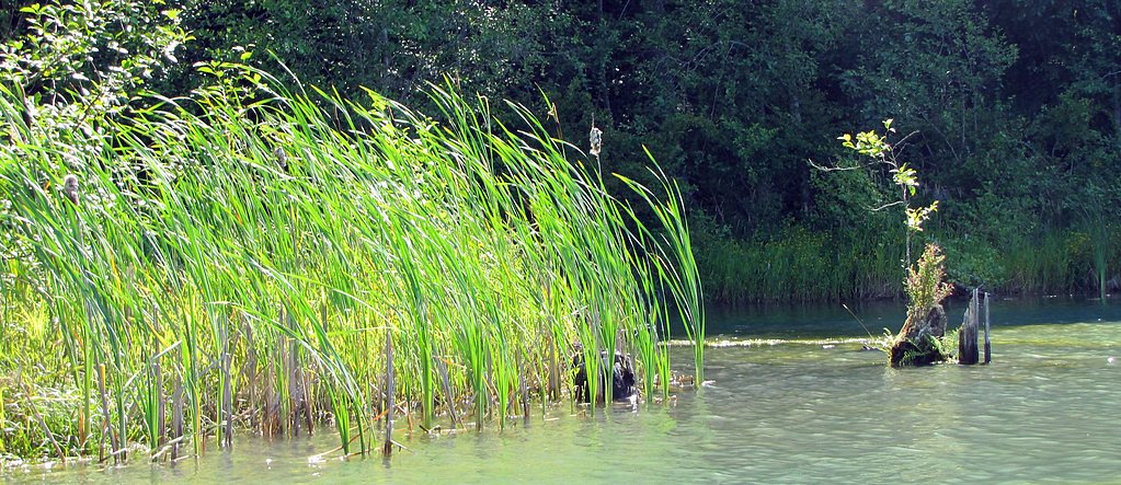 Cowlitz Falls waterfall