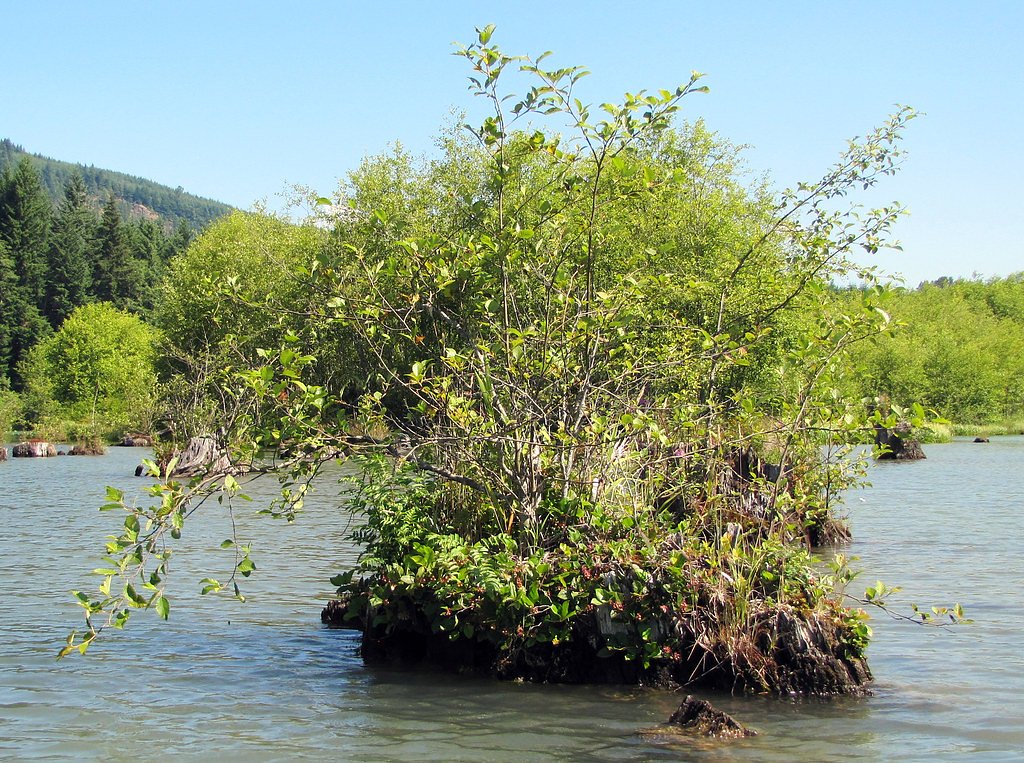 Cowlitz Falls waterfall