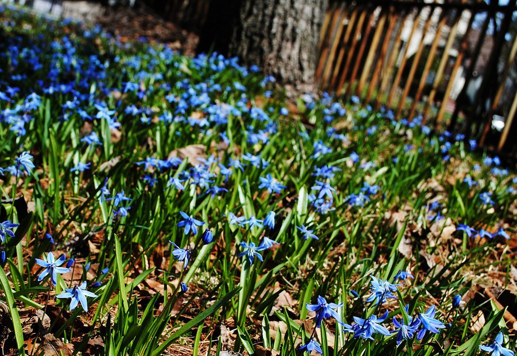 Crandall Falls waterfall