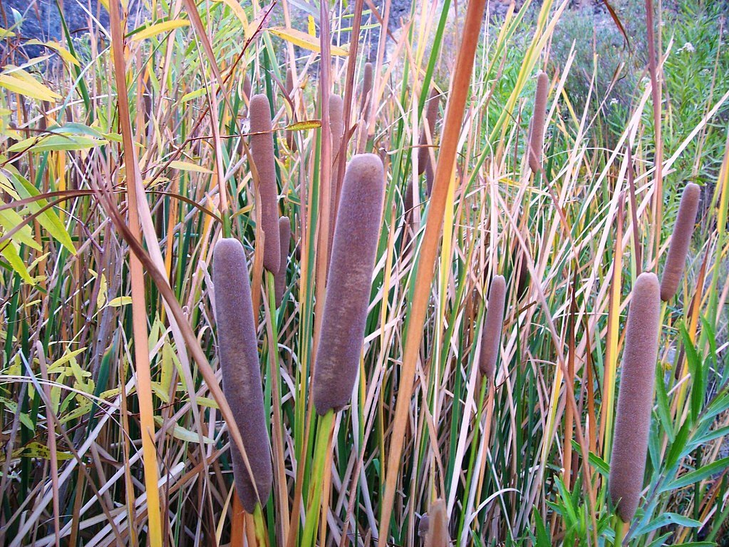 Darwin Falls waterfall