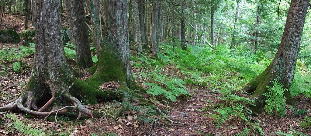Daves Falls waterfall
