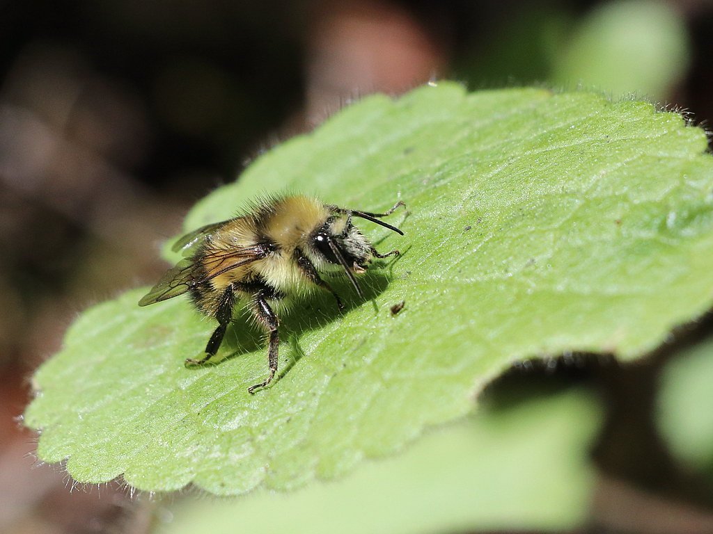 Dawn Falls waterfall