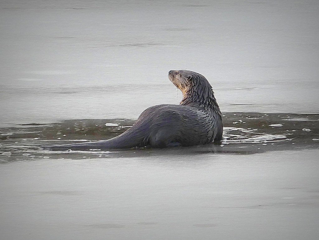 Dead River Falls waterfall