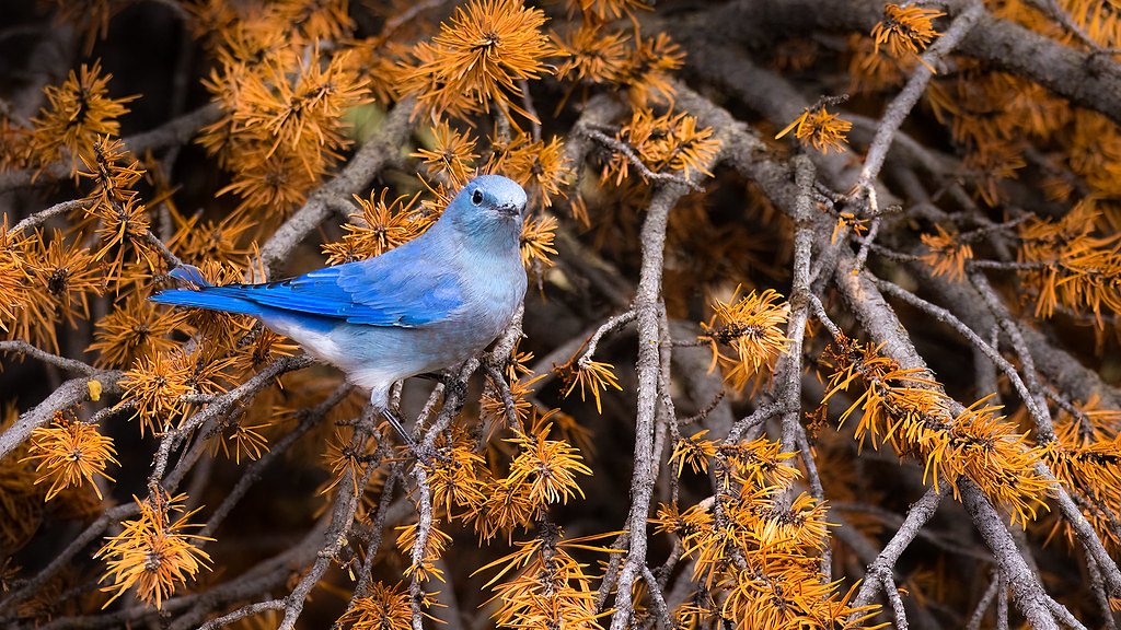 Fairy Falls waterfall