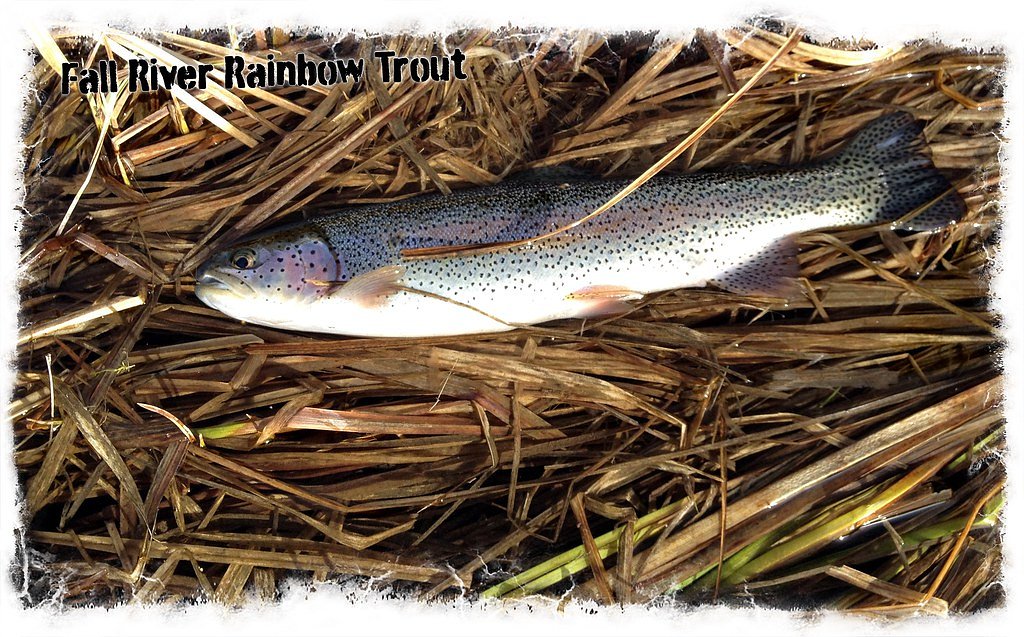 Fall River Falls waterfall