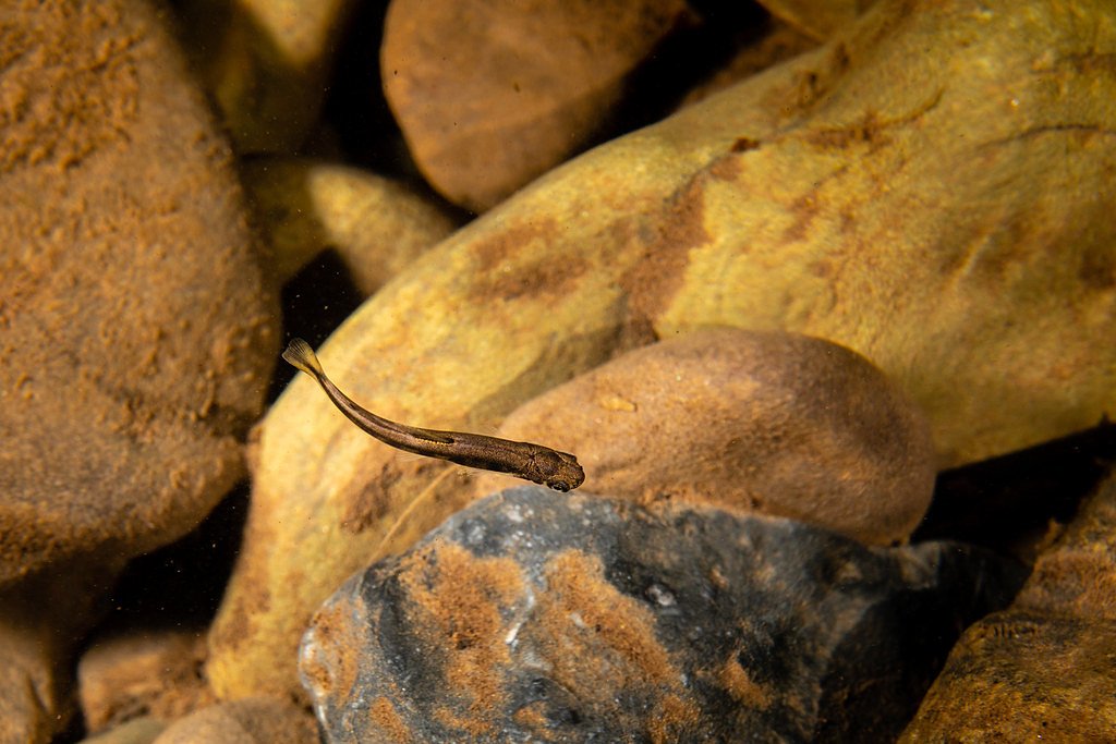 Falls of Seneca waterfall