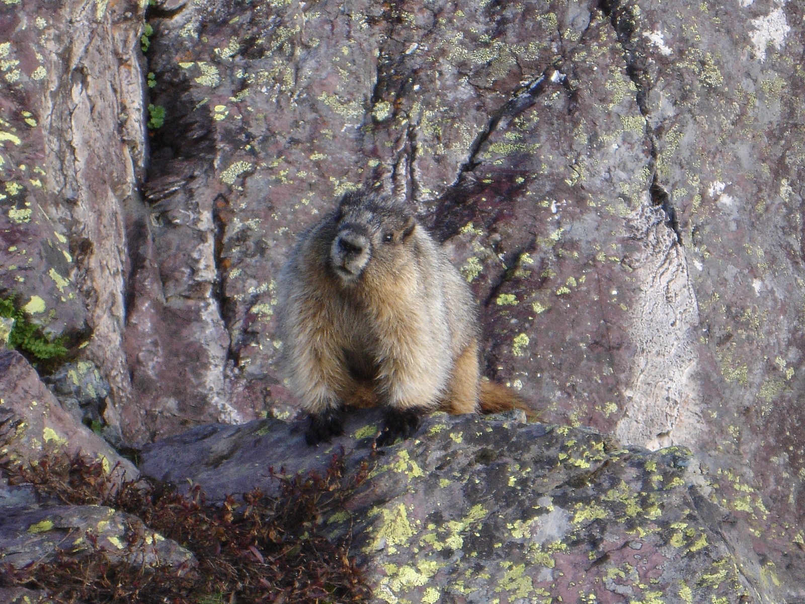 Feather Woman Falls waterfall