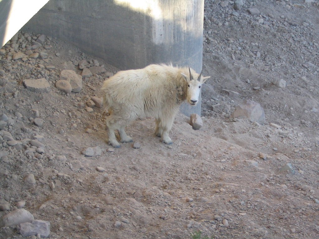 Fern Cascades waterfall