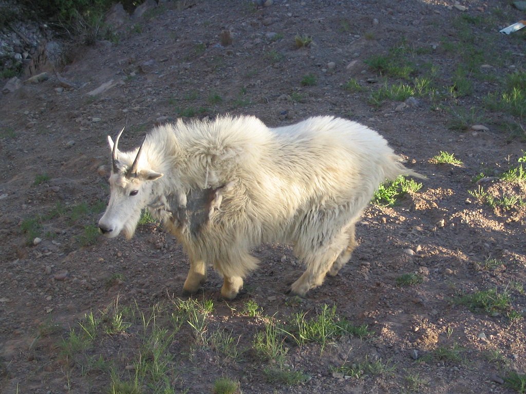 Fern Cascades waterfall