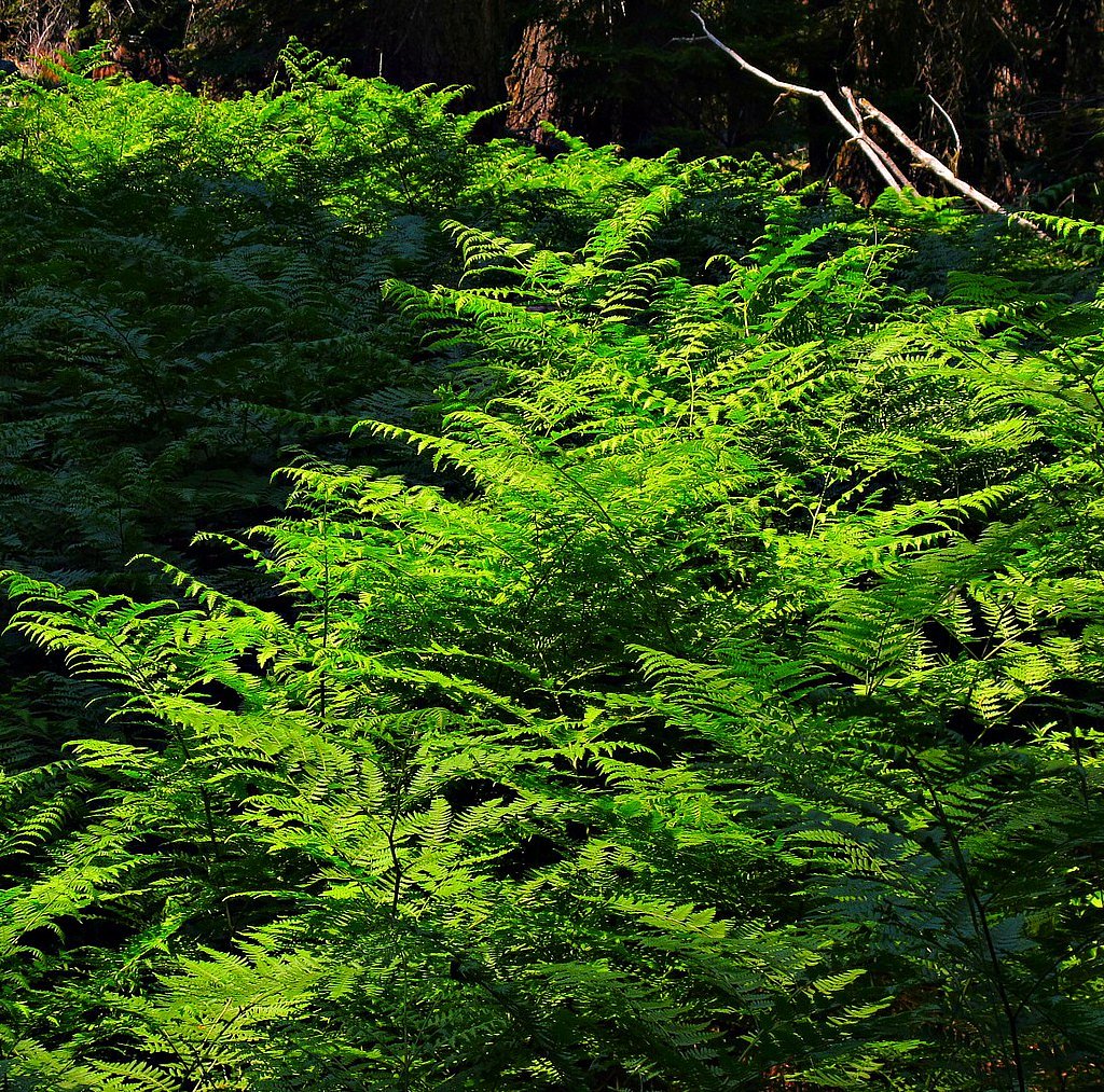 Fern Falls waterfall