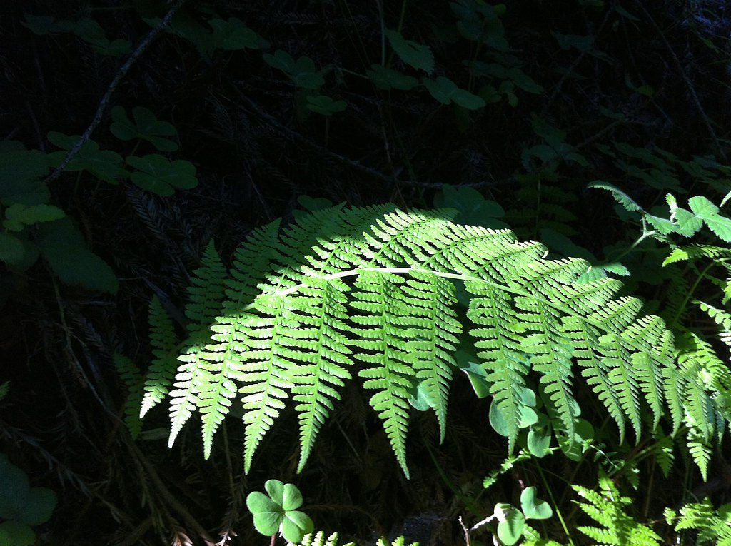 Fern Falls waterfall