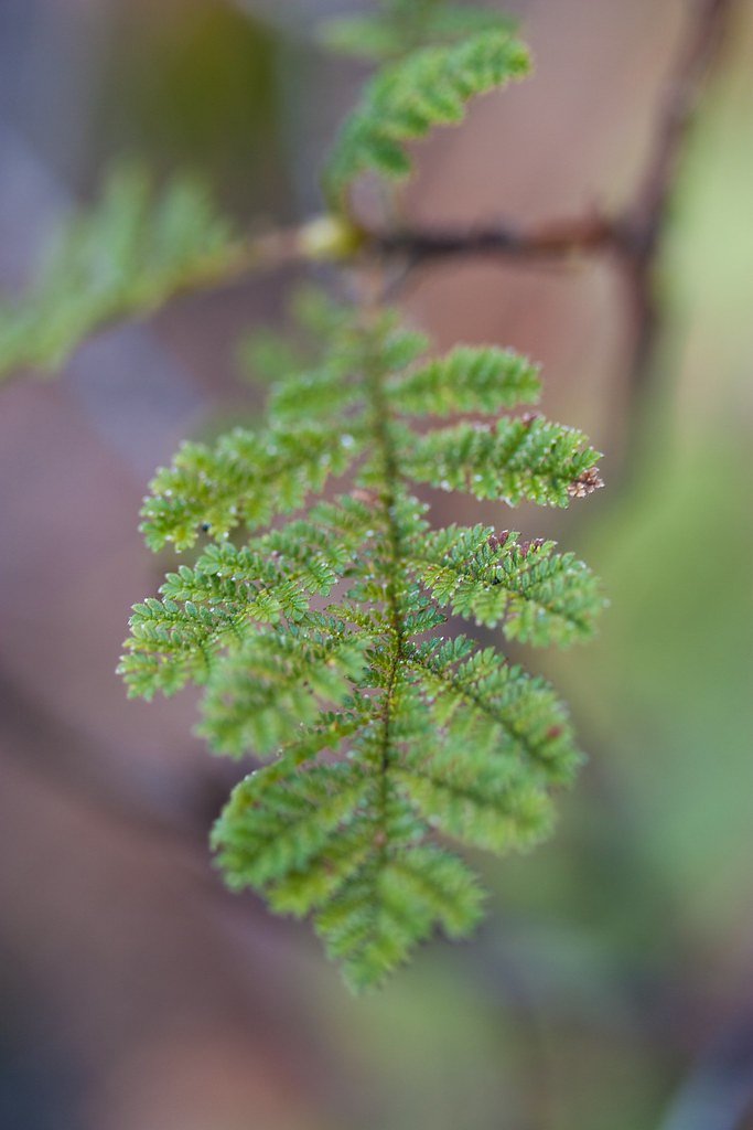 Fern Falls waterfall