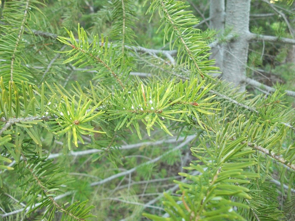 Fern Falls waterfall