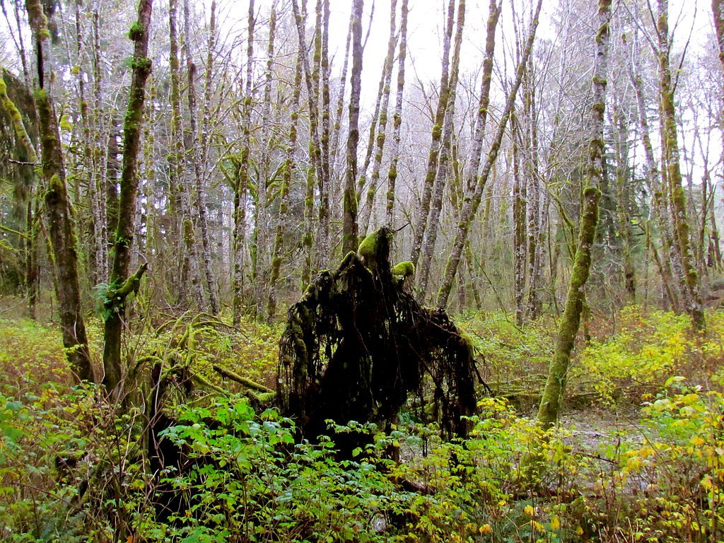 Fishhawk Falls waterfall