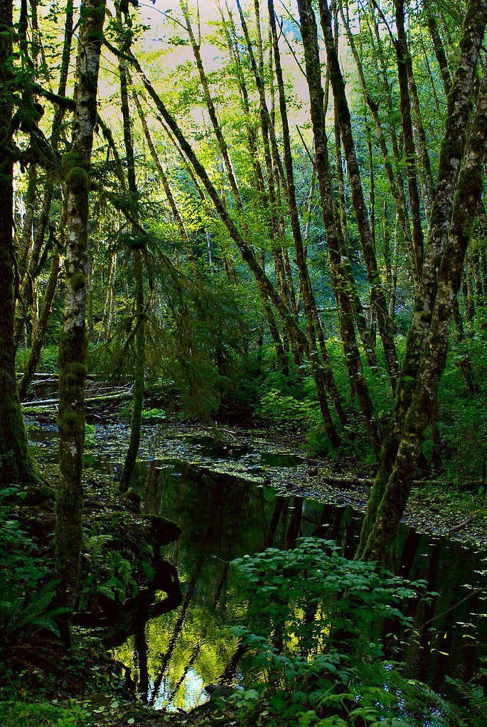 Fishhawk Falls waterfall