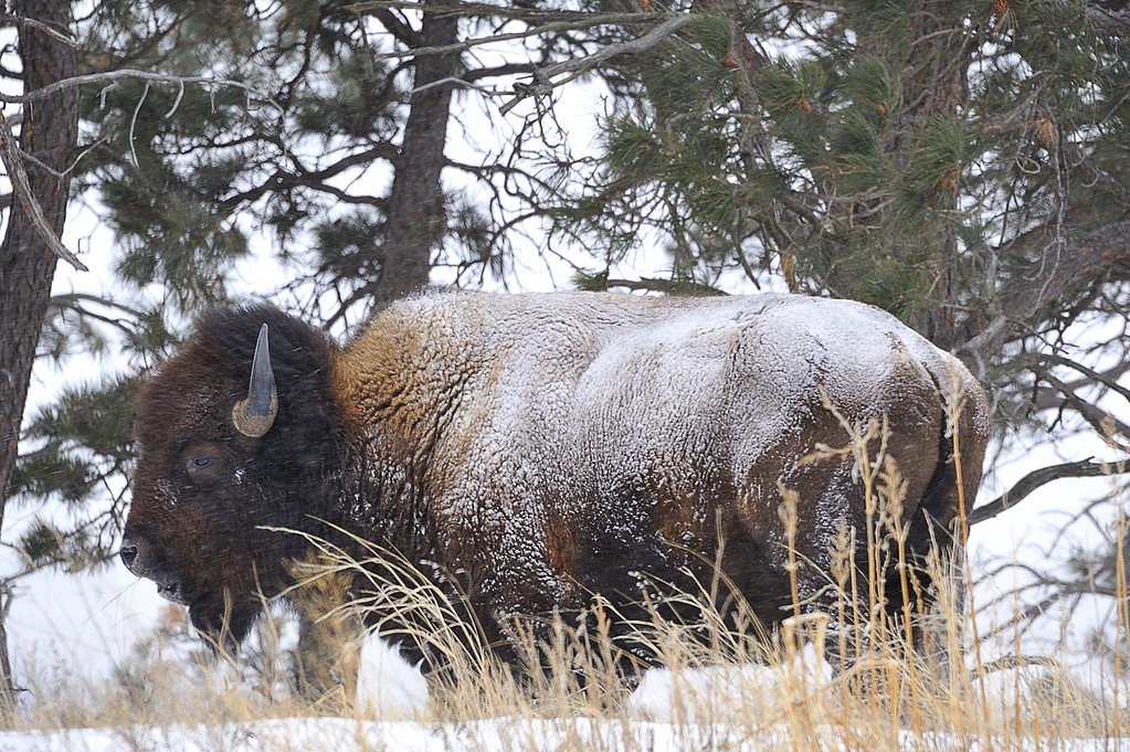 Fort Falls waterfall