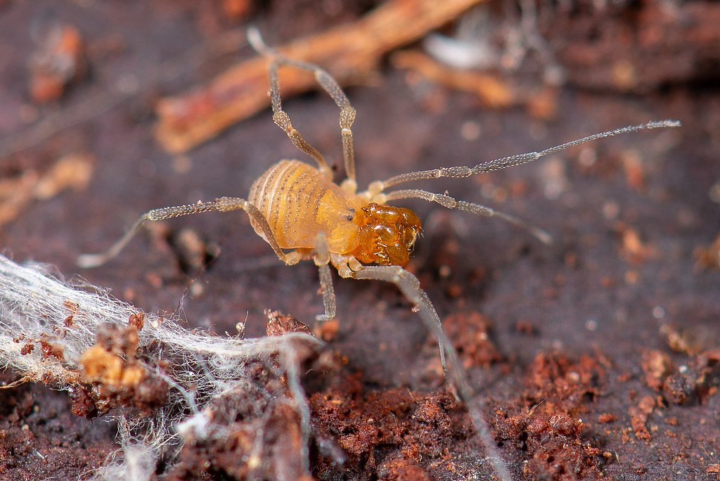 Golden Falls waterfall