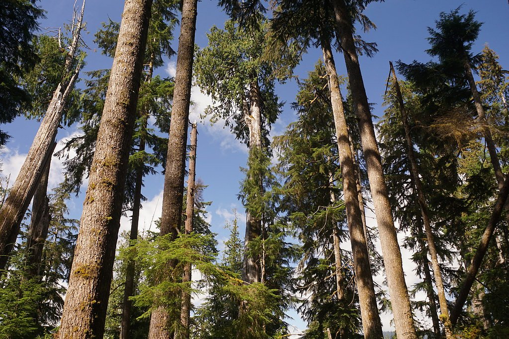 Gray Falls waterfall