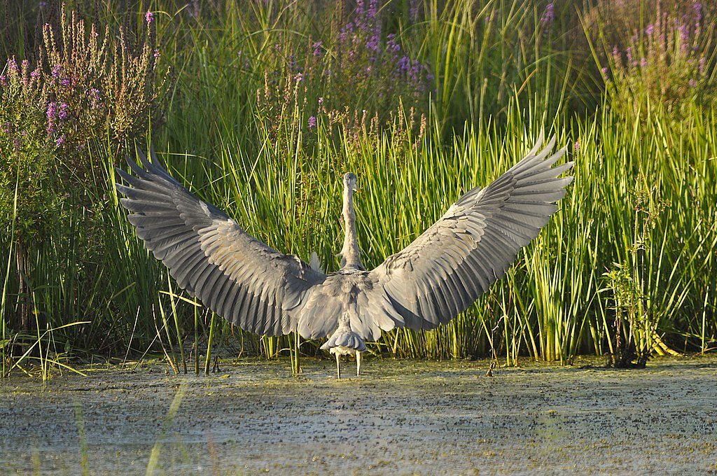 Great Falls waterfall