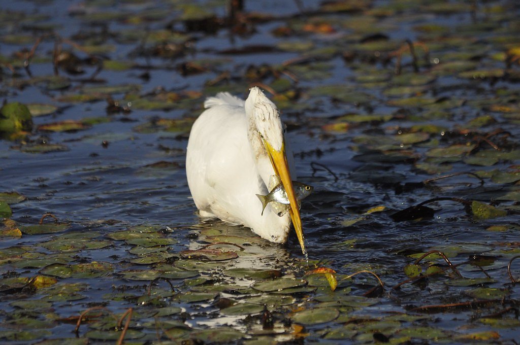 Great Falls waterfall