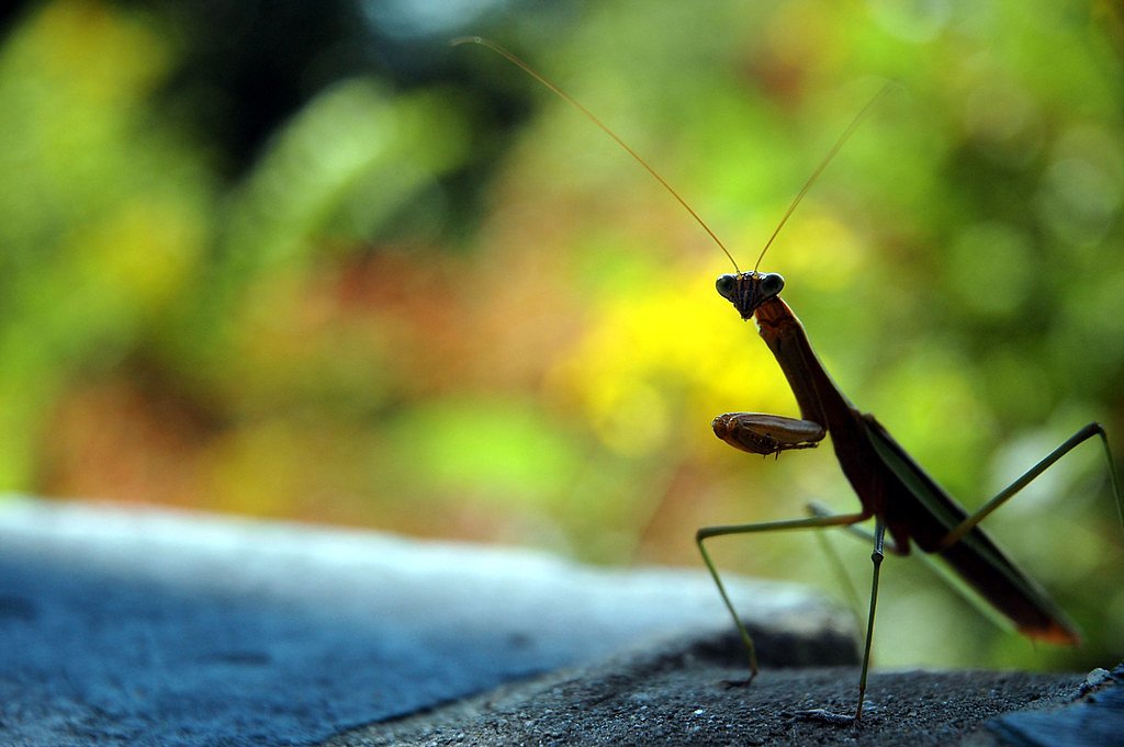 Great Falls waterfall