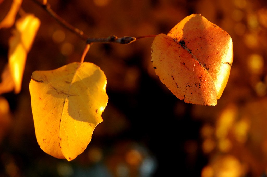 Great Falls waterfall