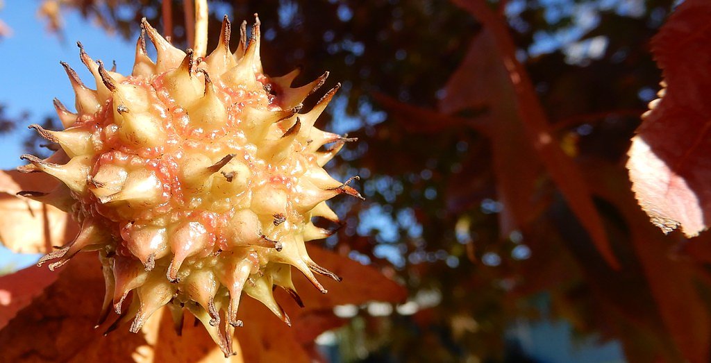Great Falls waterfall