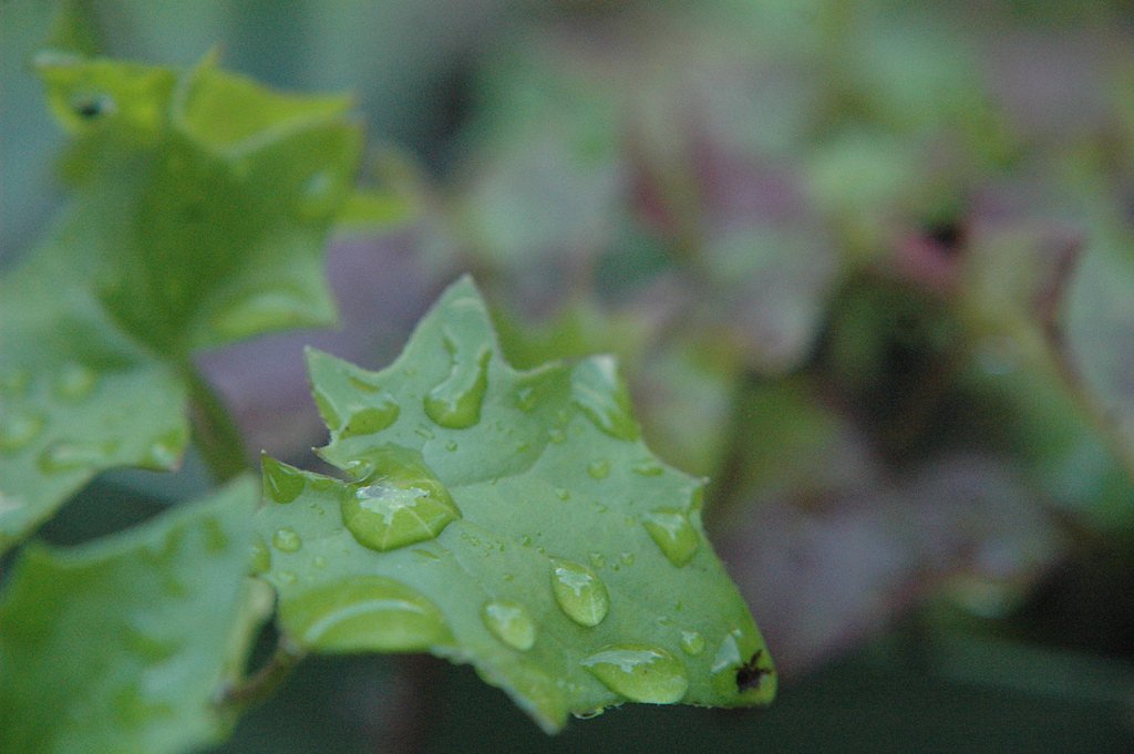 Green Falls waterfall