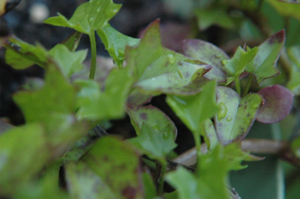 Green Falls waterfall