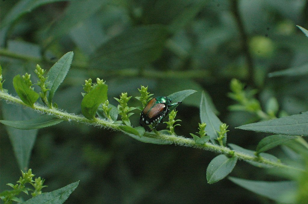 Green Falls waterfall