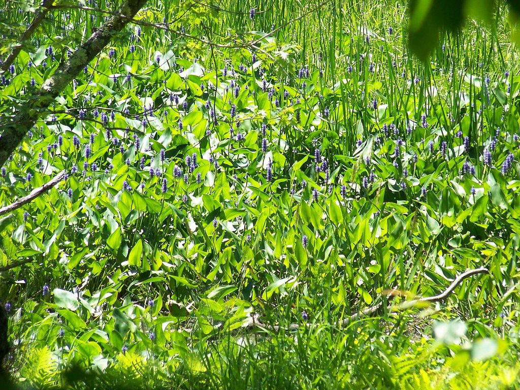 Green Falls waterfall