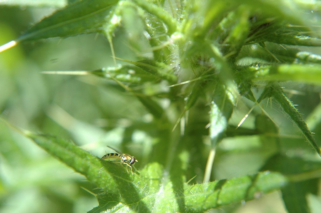 Green Falls waterfall