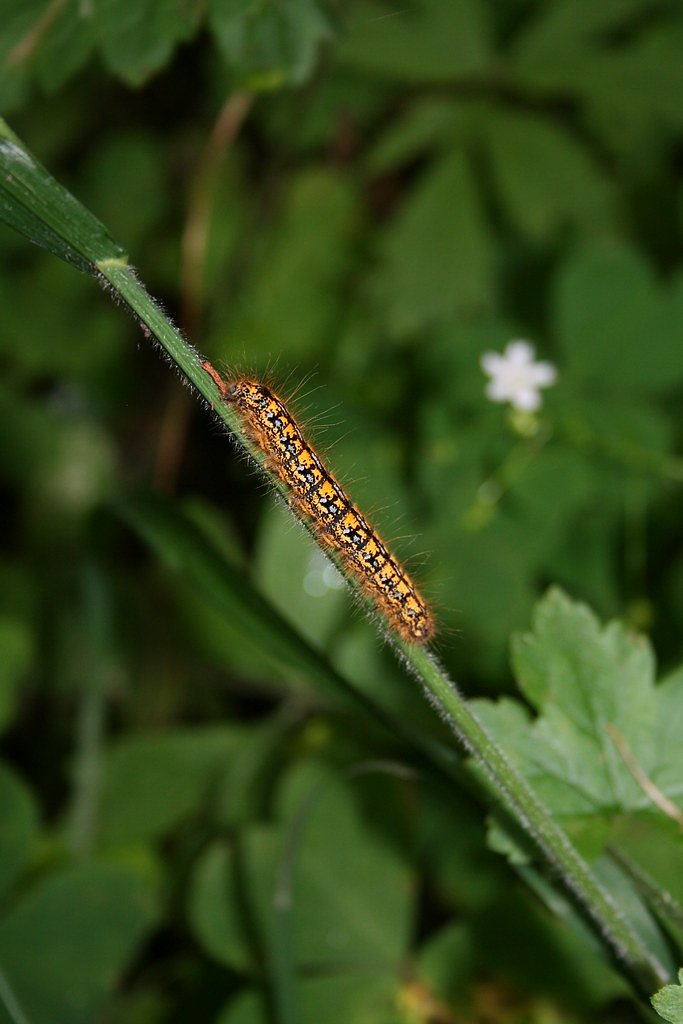 Green Peak Falls waterfall