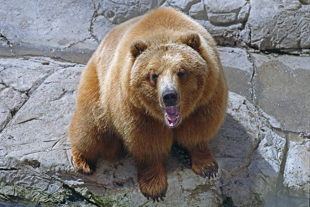 Grizzly Bear Falls waterfall