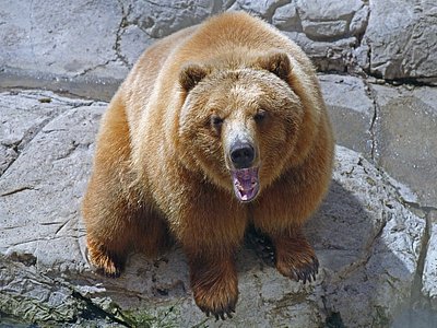 Grizzly Bear Falls
