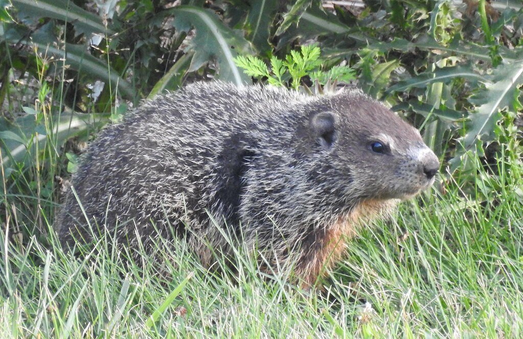 Groundhog Falls waterfall