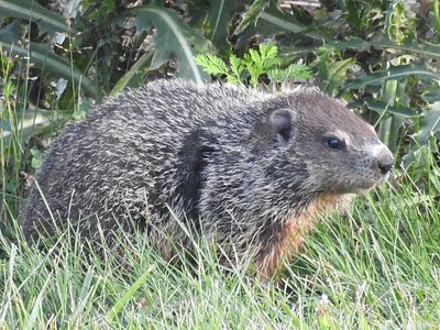 Groundhog Falls, IN