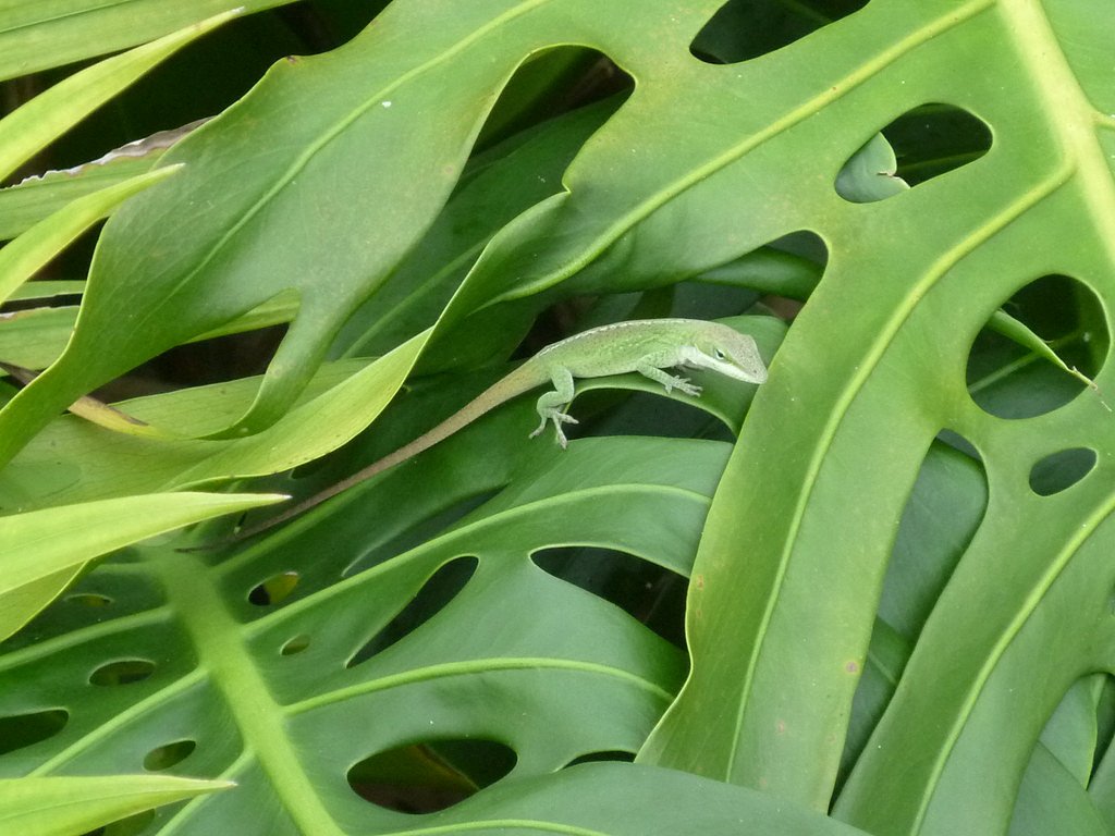Hawaii Falls waterfall