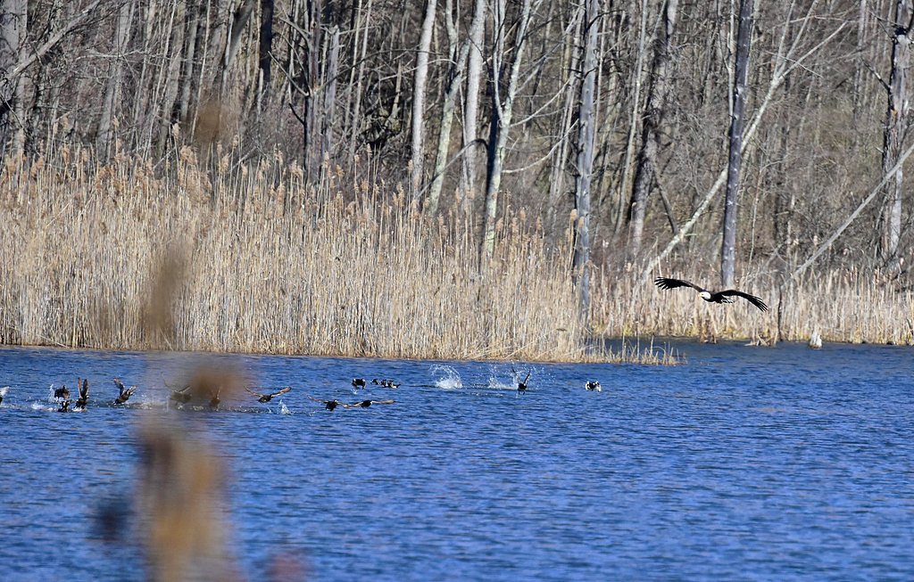 Hector Falls waterfall